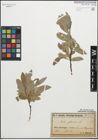 Foto von Salix glauca L.